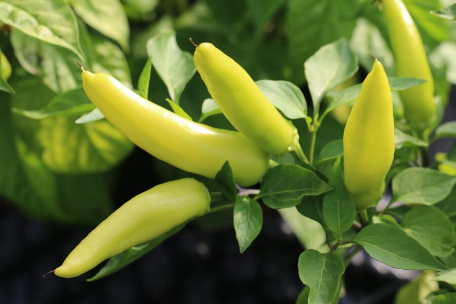 Hungarian Hot Wax Yellow chilifrön – gul ungersk heirloom med vaxig yta | TummelstaChili