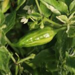 Odla Knights Arch Angel