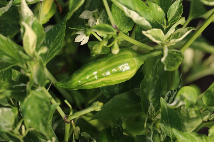 Knights Arch Angel chili med köttiga röda frukter – produktiv hybrid av Eric Knight | TummelstaChili