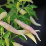 Odla Aji Omnicolor x Aji Pineapple F3