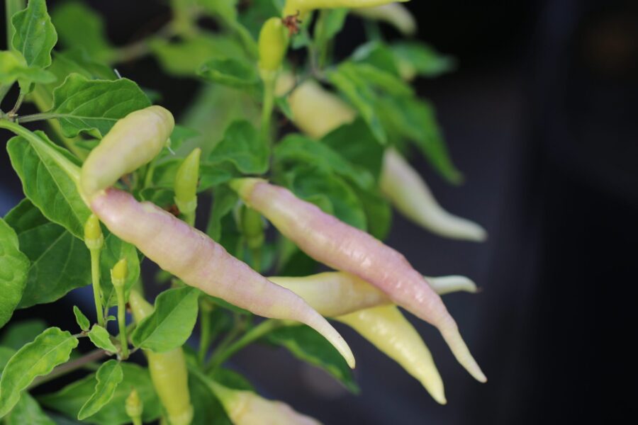 Aji Omnicolor x Aji Pineapple F3 med färgskiftande frukter i lila, gult och rött | TummelstaChili