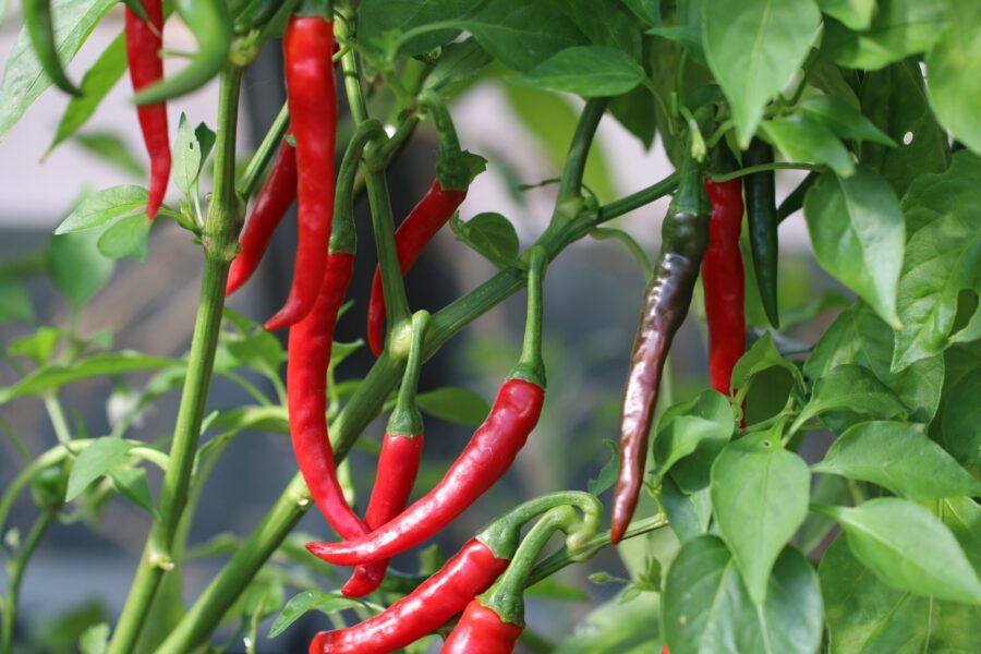 Ring of Fire chilifrön – tidig cayenne med röda uppåtriktade frukter | TummelstaChili