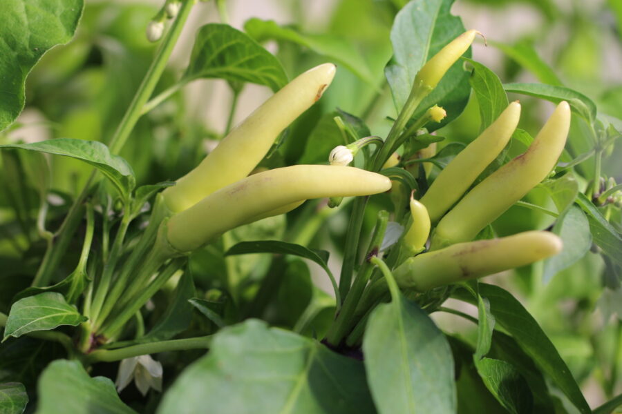 KS White Thai chilifrön – sällsynt vit thaichili med uppåtriktade frukter | TummelstaChili