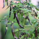 Odla Naga Jolokia Purple