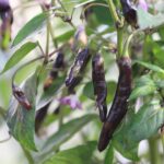 Odla Dark Thai Italia