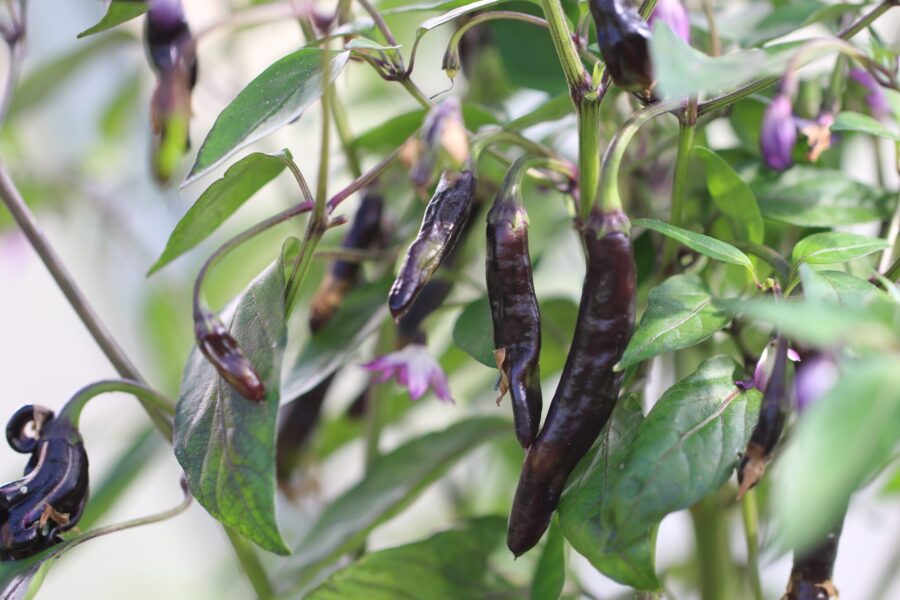Dark Thai Italia chilifrön – prydnadschili med mörka blad och lila-röda frukter | TummelstaChili