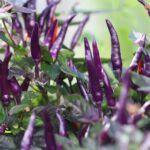 Odla Dream Catcher Dwarf