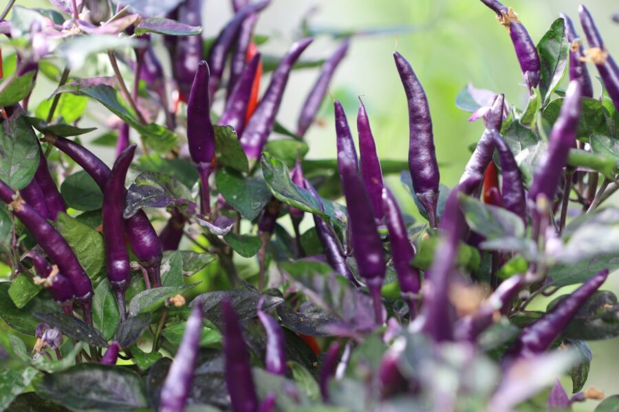 Dream Catcher Dwarf chilifrön – kompakt prydnadschili med vitbrokiga blad och färgglada frukter | TummelstaChili