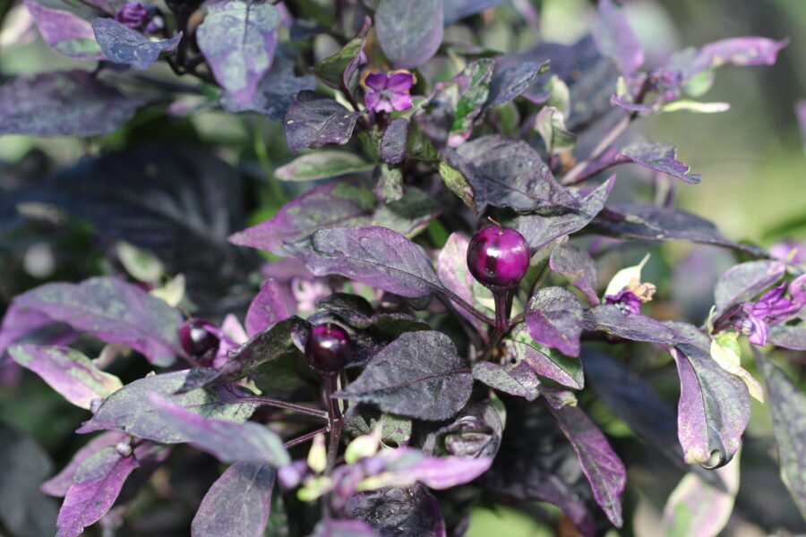 Purple Flash chili med mörkt lövverk och svart-lila frukter | Svenskodlade frön