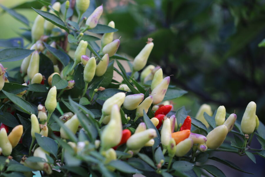 Brazil chilifrön – brasiliansk sort med röda uppåtriktade frukter | TummelstaChili