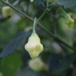 Odla Aji White Fantasy