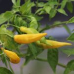 Odla Aji Russian Yellow