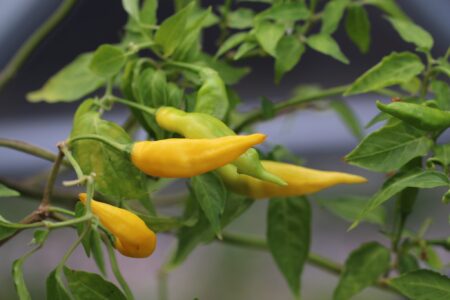 Aji Russian Yellow