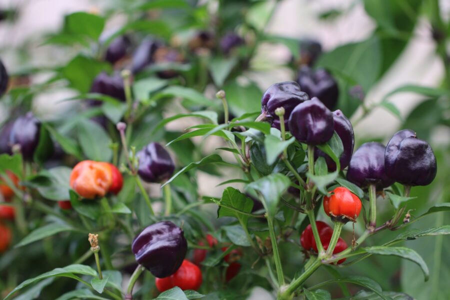 Purple Pumpkin chilifrön – pumpaformade frukter i lila och röda nyanser | TummelstaChili