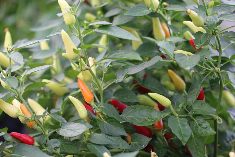 KS Starrgazer chili med röda thailiknande frukter – Khang Starr hybrid | TummelstaChili