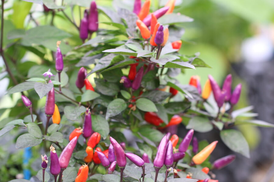 Blue Christmas chilifrön – prydnadschili med mörkt lila blad och färgglada frukter | TummelstaChili