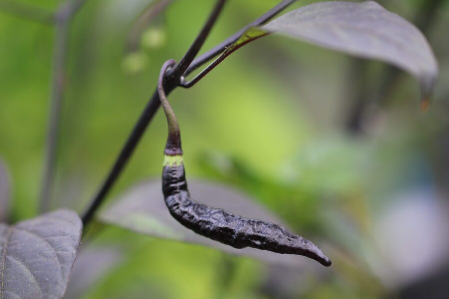 Murupi Purple chili med mörka blad och lila-orange frukter – brasiliansk superchili | TummelstaChili