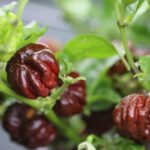 Odla 7 Pot Rennie Chocolate