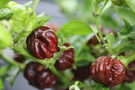 7 Pot Rennie Chocolate