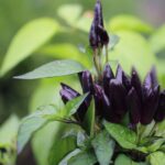 Odla Black Prince Chili