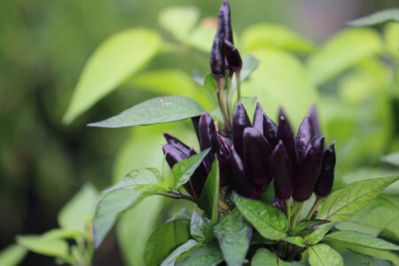Black Prince Chili