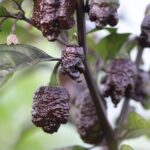 Odla Testanera Chocolate D.D