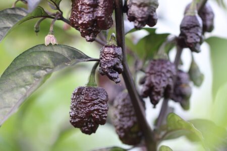 Testanera Chocolate D.D