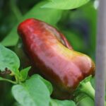 Odla King of the North