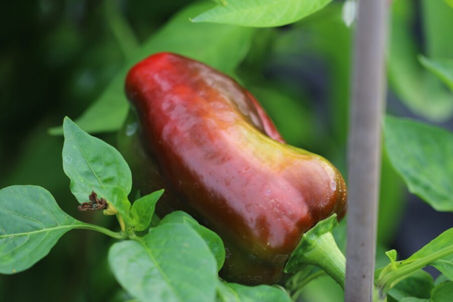 King of the North paprikafrön – klassisk blockpaprika för nordiskt klimat | TummelstaChili