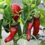 Odla Pimienta Palmera