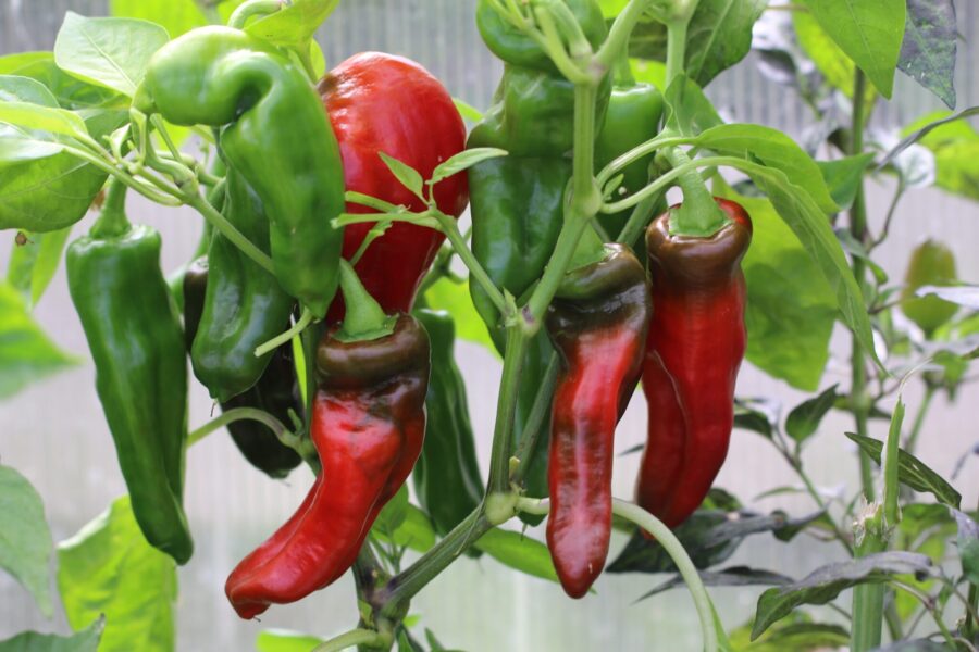 Pimienta Palmera chilifrön – traditionell kanariöisk chili från La Palma för mojo picón | TummelstaChili