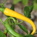 Odla Cayenne Yellow