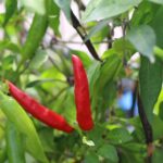 Odla Peruvian Pointer