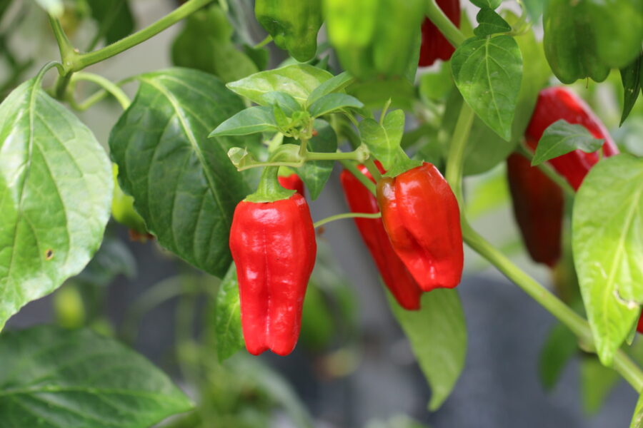 Big Jamaican chilifrön – stora röda jamaicanska frukter med intensiv hetta | TummelstaChili