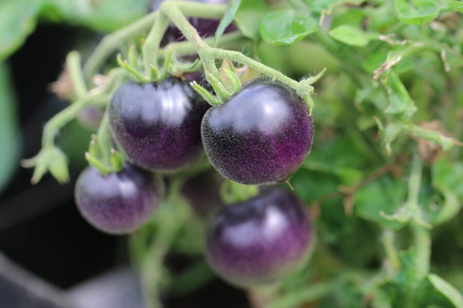 Zimmertomate Blau – mörkröda mikrotomater med blå pigmentering i kruka | TummelstaChili