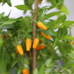 Odla Short Yellow Tabasco