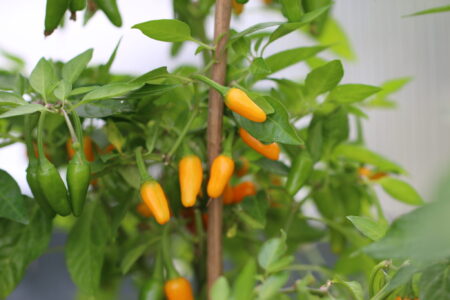 Short Yellow Tabasco