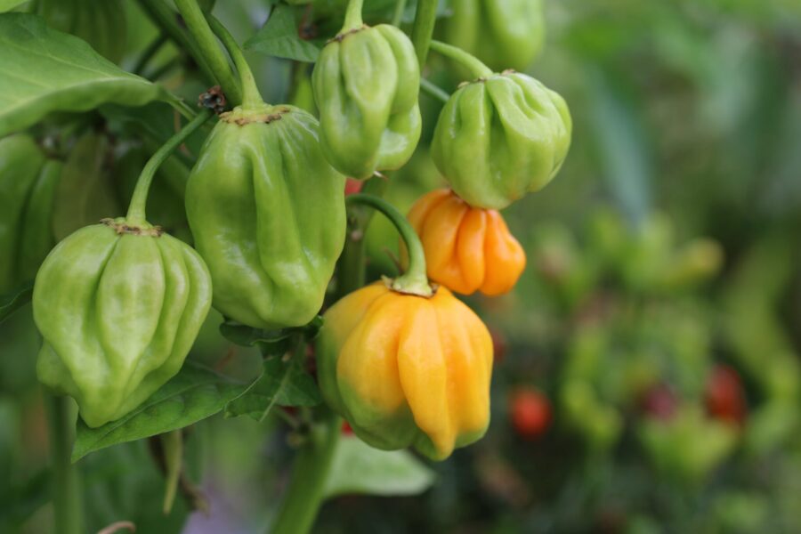 Saco de Velho chilifrön – gul brasiliansk chili med ribbad yta från Goias | TummelstaChili