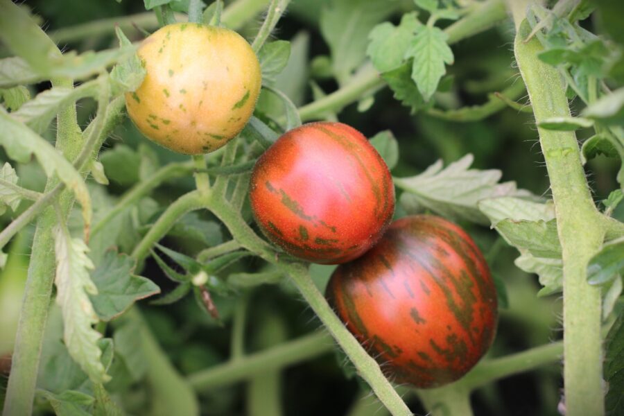 Cosmic Eclipse tomatfrön – körsbärstomat med kosmiskt mönster av Brad Gates | TummelstaChili