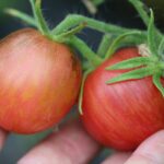 Dwarf Striped Balkan Tiger
