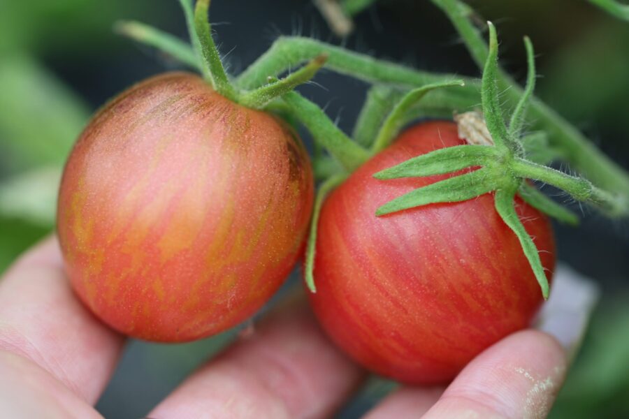 Dwarf Striped Balkan Tiger tomatfrön – randiga körsbärstomater med lila tigerstreck | TummelstaChili