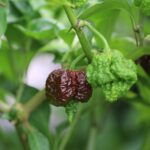 Odla Skunk Chocolate