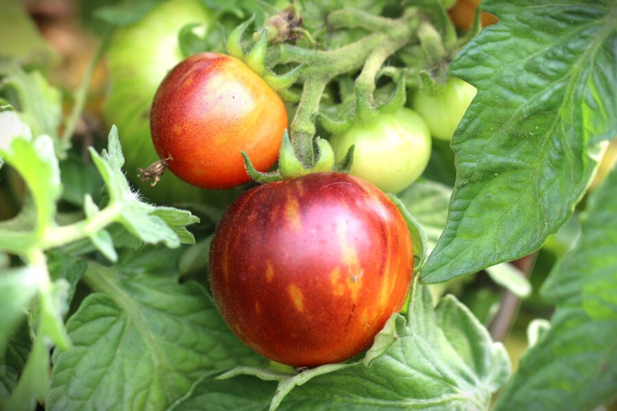 Antho Striped tomatfrön – färgglad körsbärstomat med svartröda och lila streck | TummelstaChili