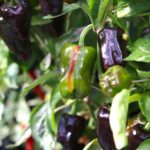 Odla Purple Tiger x Candy Cane