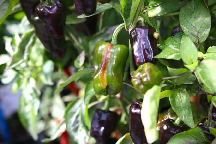 Purple Tiger x Candy Cane chili med variegerade lila-gröna blad och uppåtriktade frukter | TummelstaChili