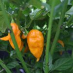 Odla Bhut Jolokia Yellow