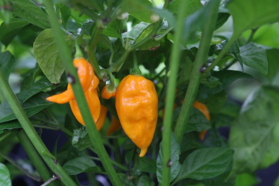 Bhut Jolokia Yellow frön – gul Ghost Pepper med intensiv hetta från Indien | TummelstaChili