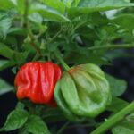 Odla Habanero El Remo