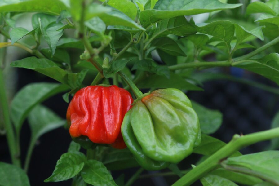 Habanero El Remo – mild habanero med klassisk lanternform och röd färg | TummelstaChili