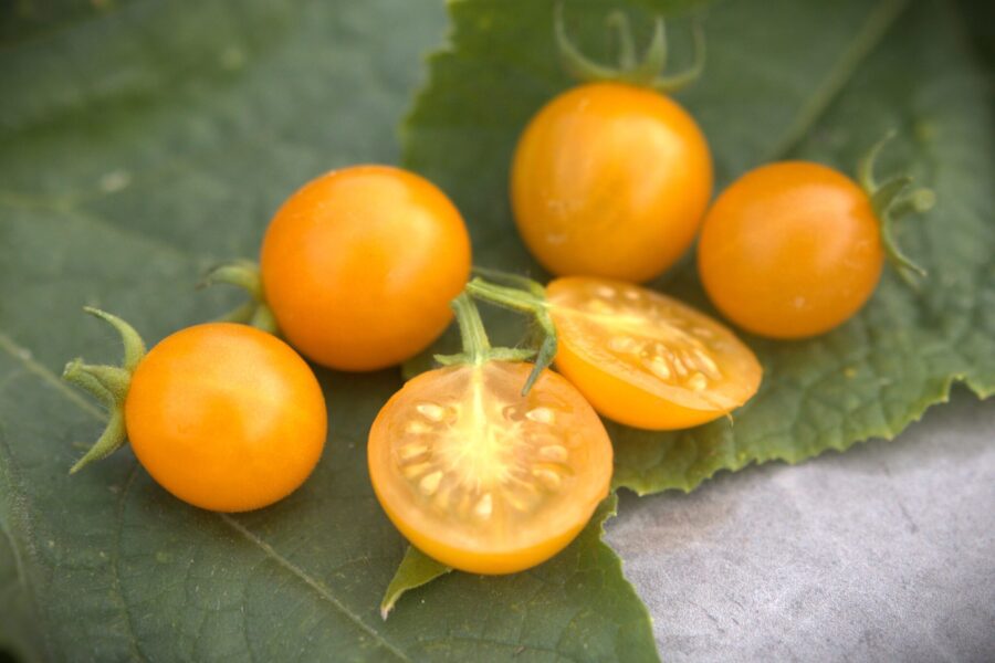 Honey Drop tomatfrön – gyllengula droppformade körsbärstomater i klase | Svenskodlade frön